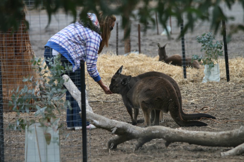 Kangaroo Island Kangaroos being fed