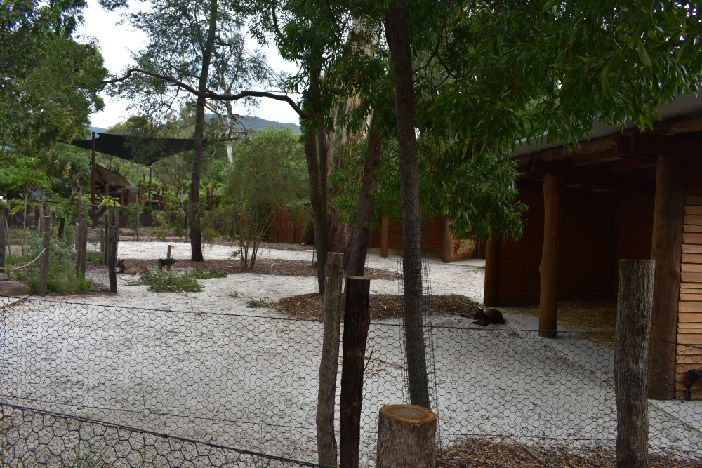 Kangaroo Island Kangaroos