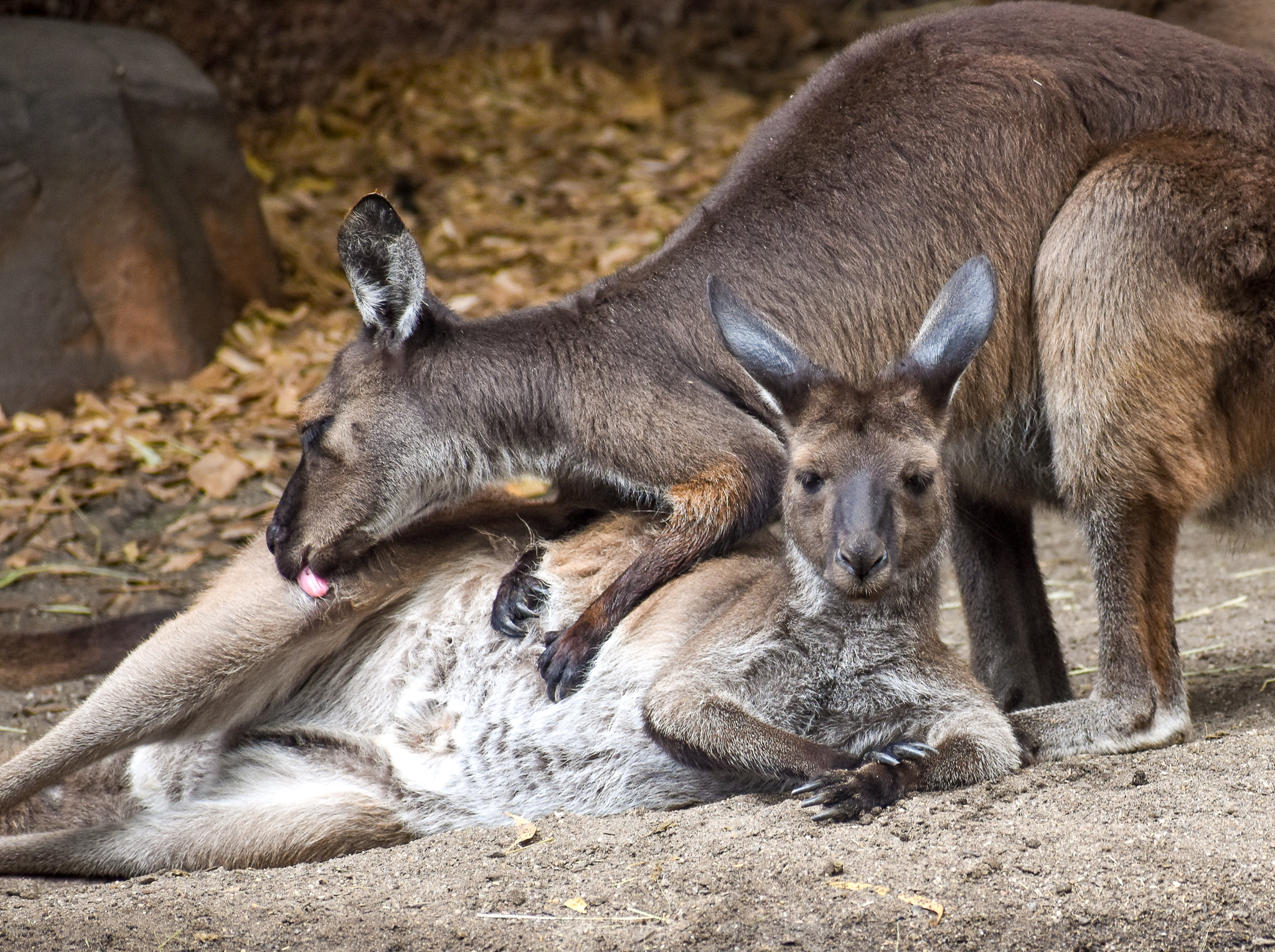 Kangaroo Island Kangaroos
