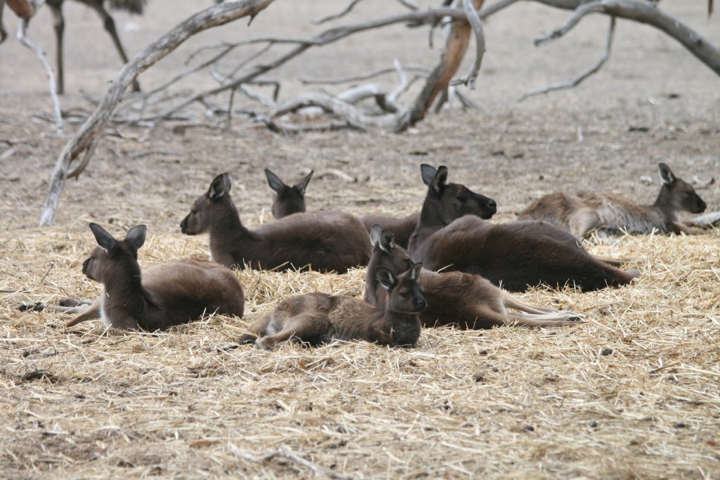 Kangaroo Island Kangaroos
