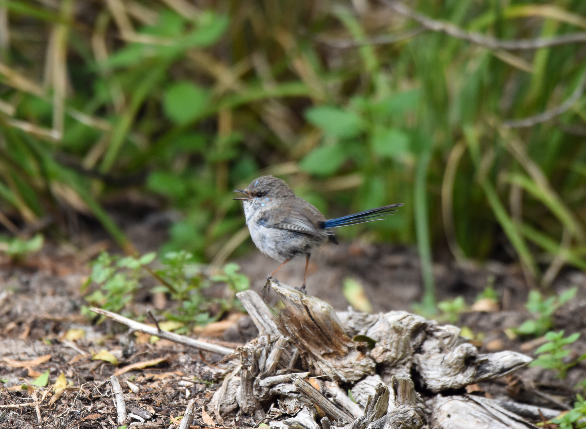 Kangaroo Island Superb Fairywren
