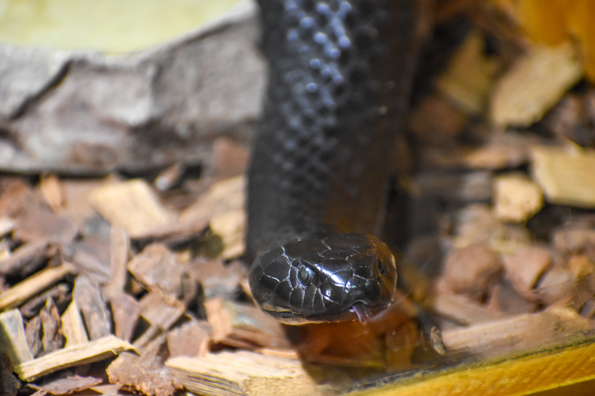 Kangaroo Island Tiger Snake, Notechis scutatus niger