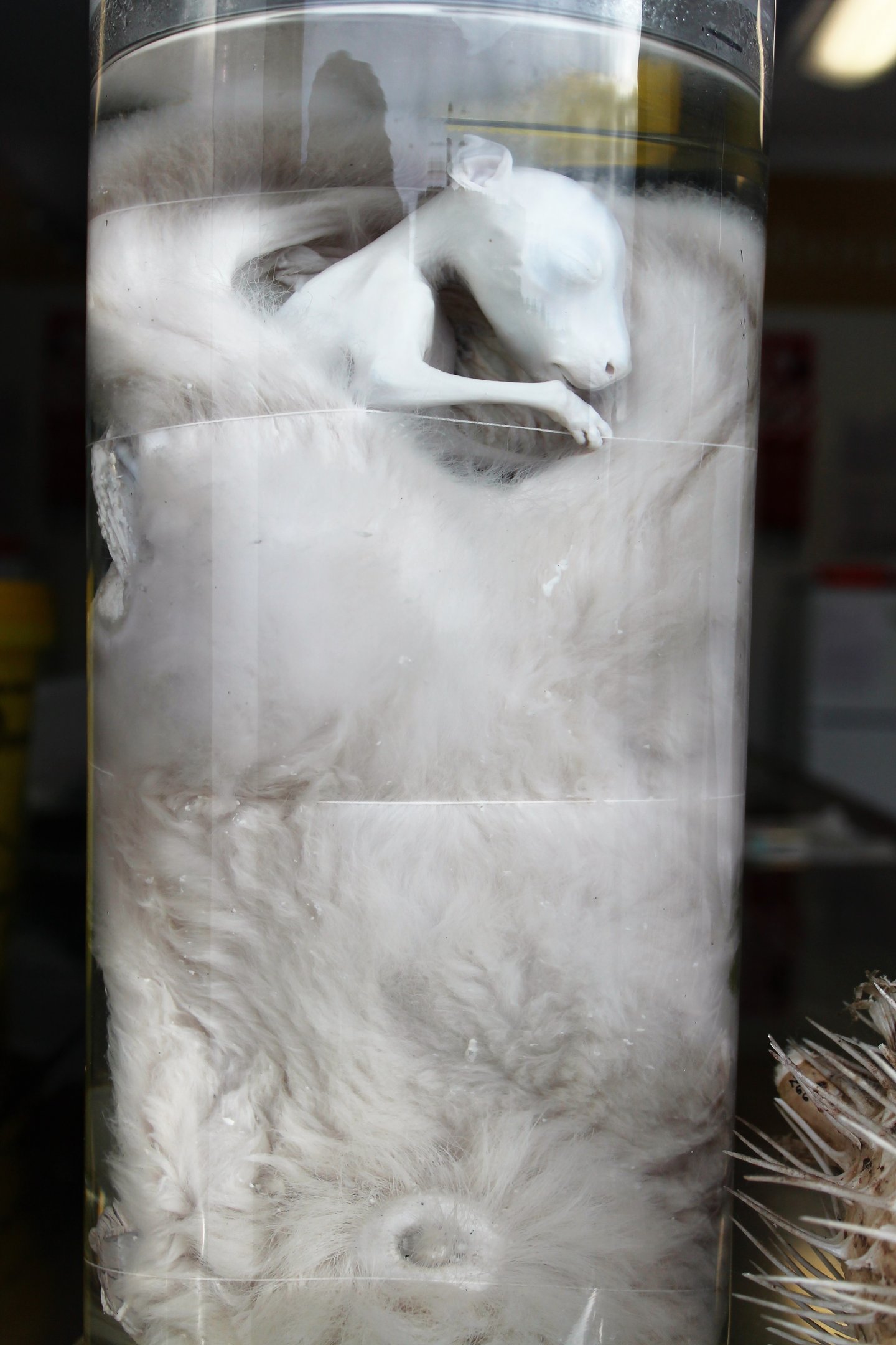 Kangaroo joey in pouch (preserved)