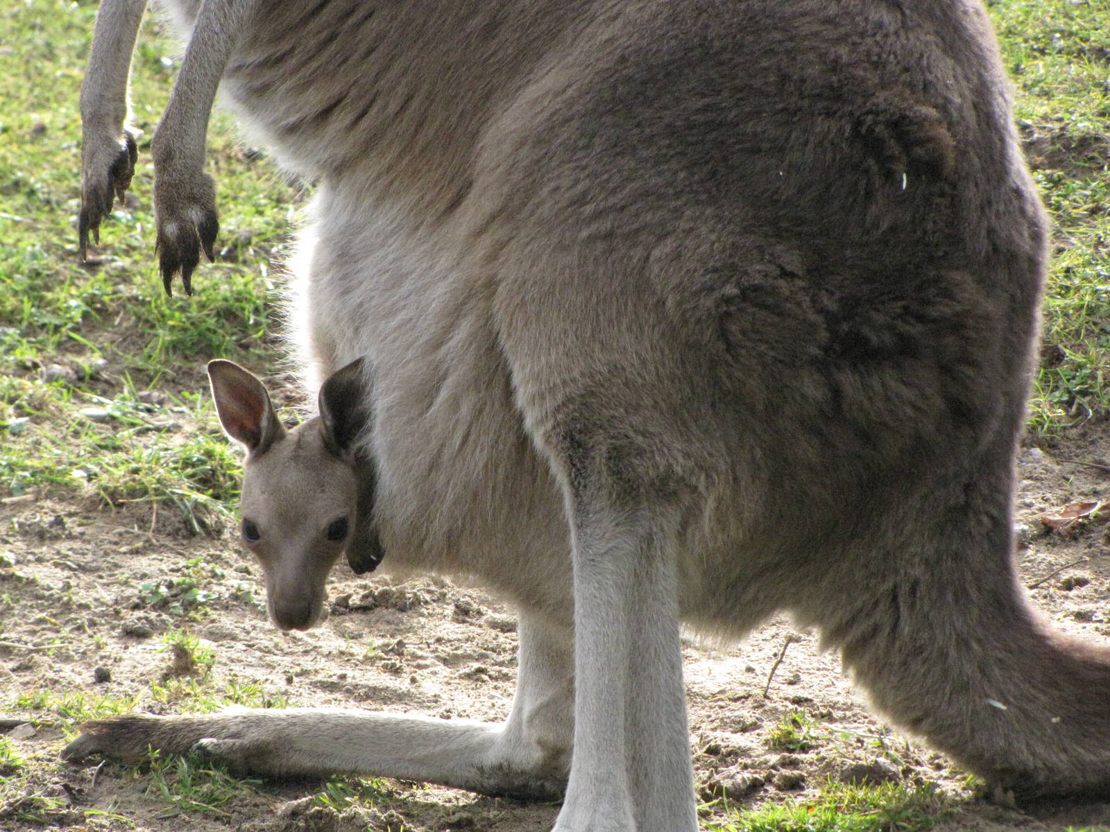 Kangaroo joey