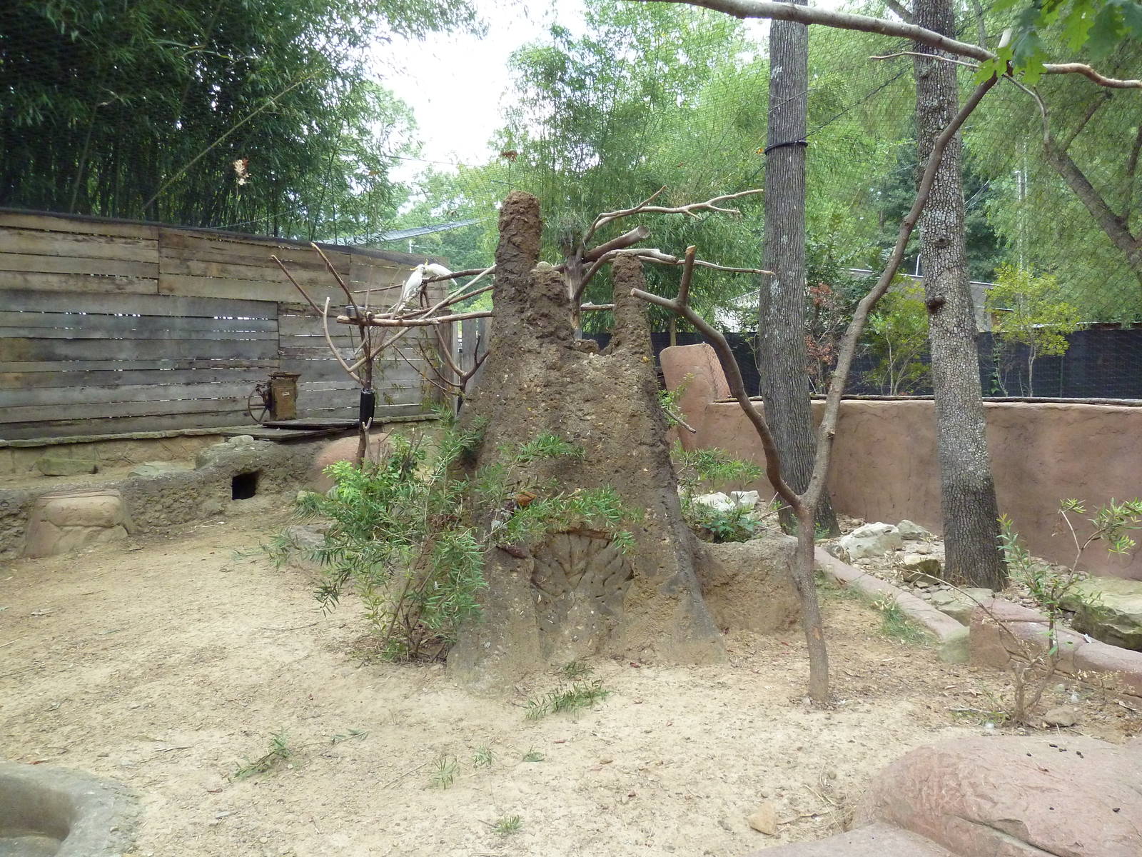 Kangaroo Kountry - Citron-Crested Cockatoo Exhibit