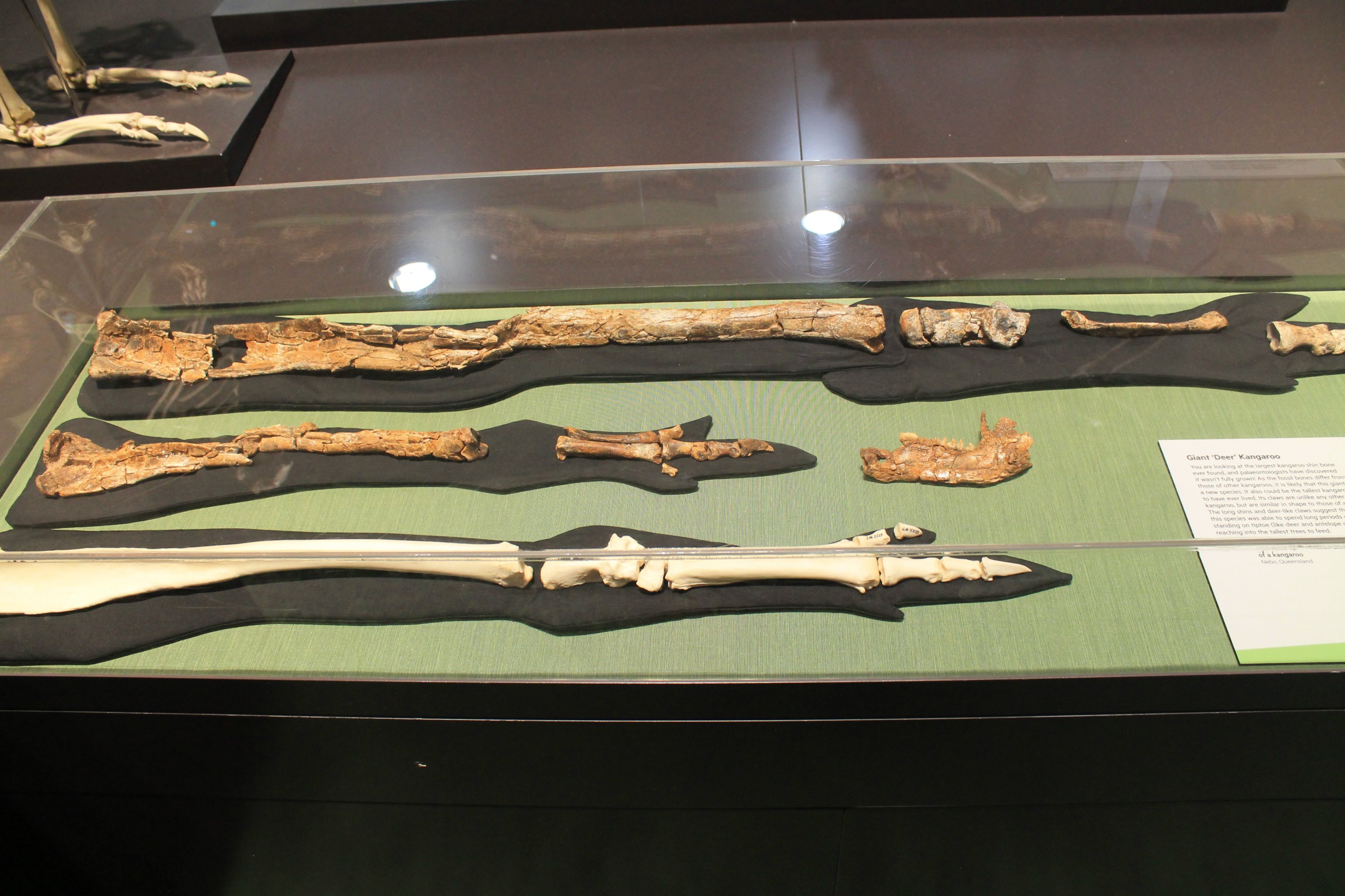 kangaroo limb bones