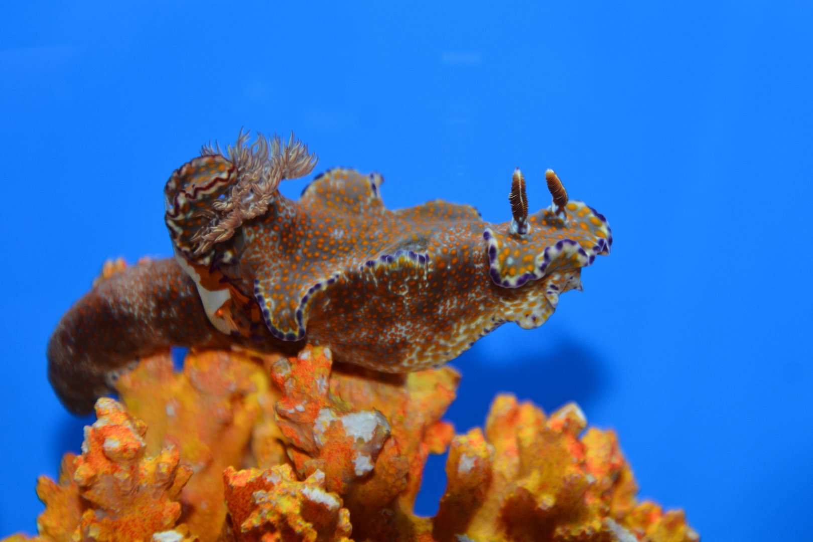 Kangaroo nudibranch (Ceratosoma tenue)