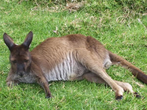 Kangaroo or Wallaby