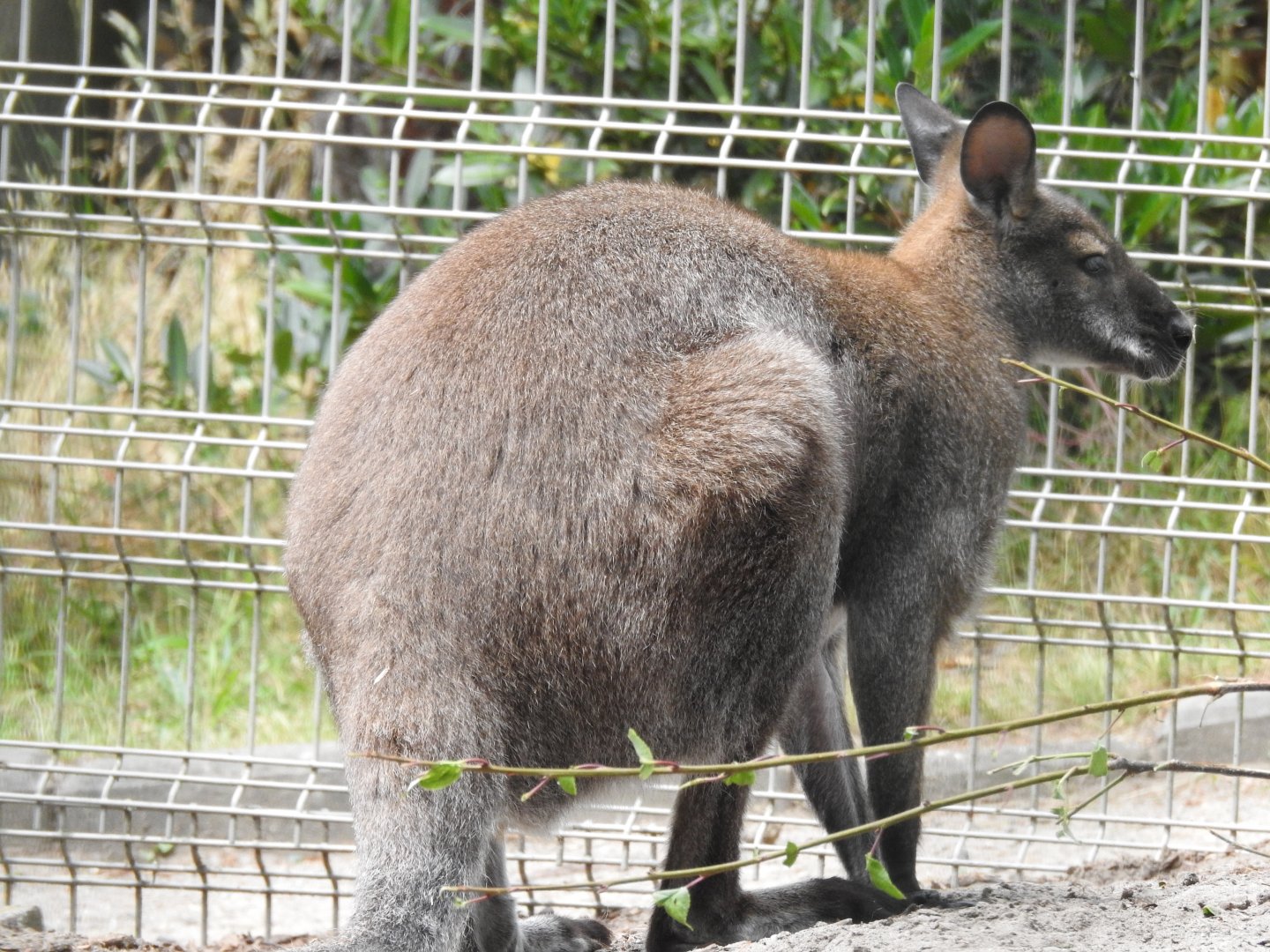Kangaroo (or wallaby?)