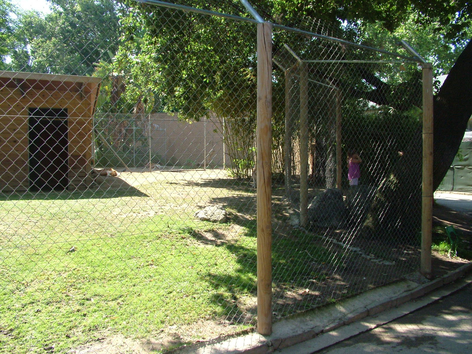 Kangaroo Paddock at Barcelona, 30/05/11