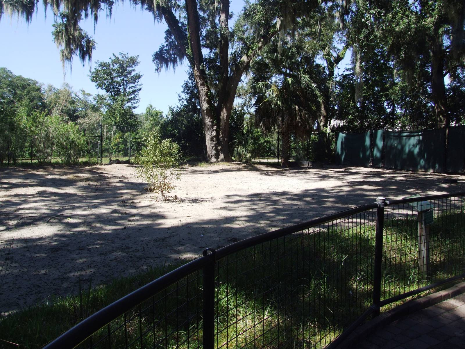 Kangaroo Paddock at Jacksonville, 10/10/13