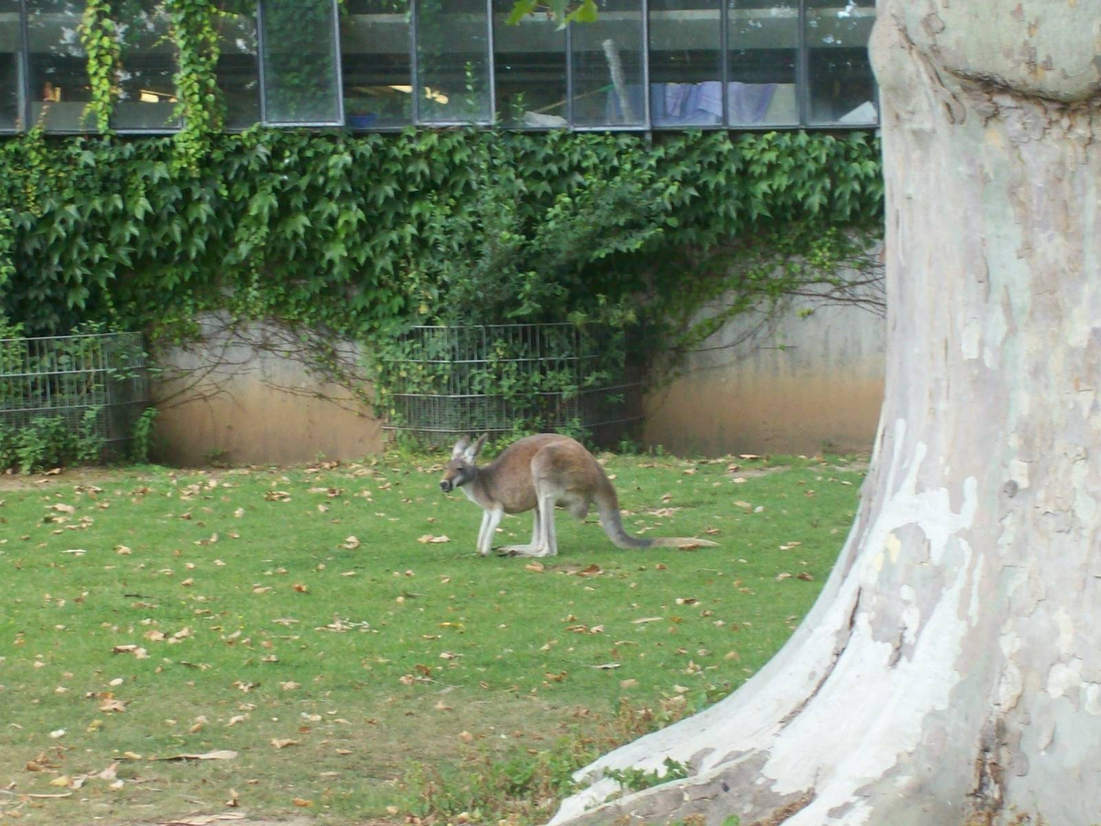 kangaroo paddock