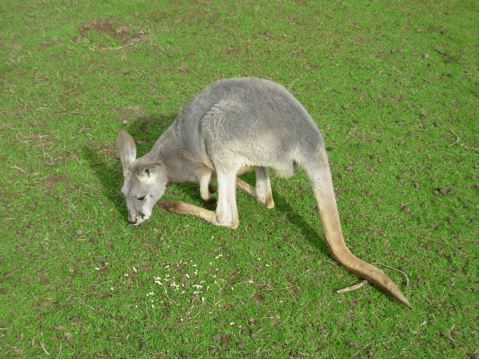 Kangaroo - Phillip Island Wildlife Park