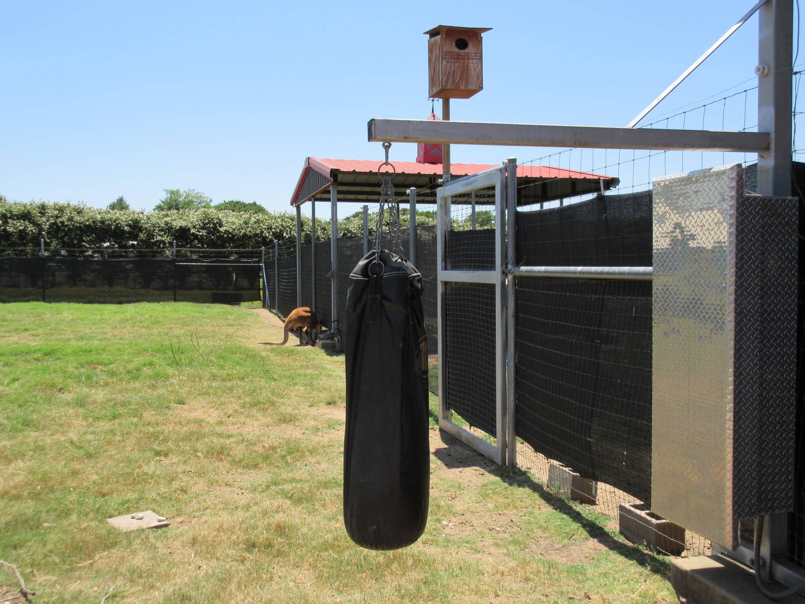 Kangaroo Punching Bag