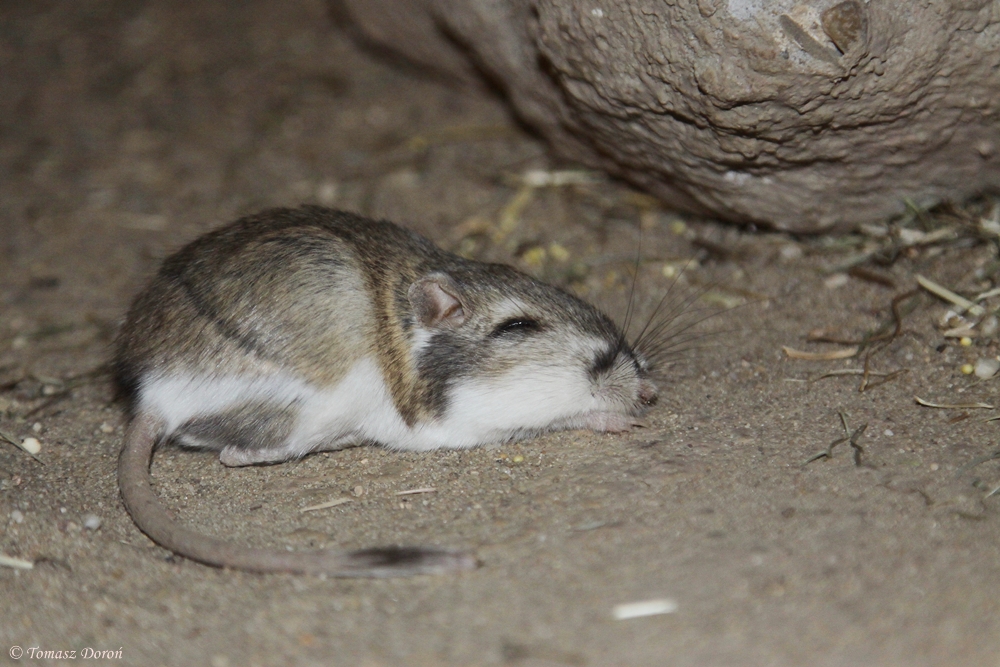 Kangaroo Rat (Dipodomys merriami)