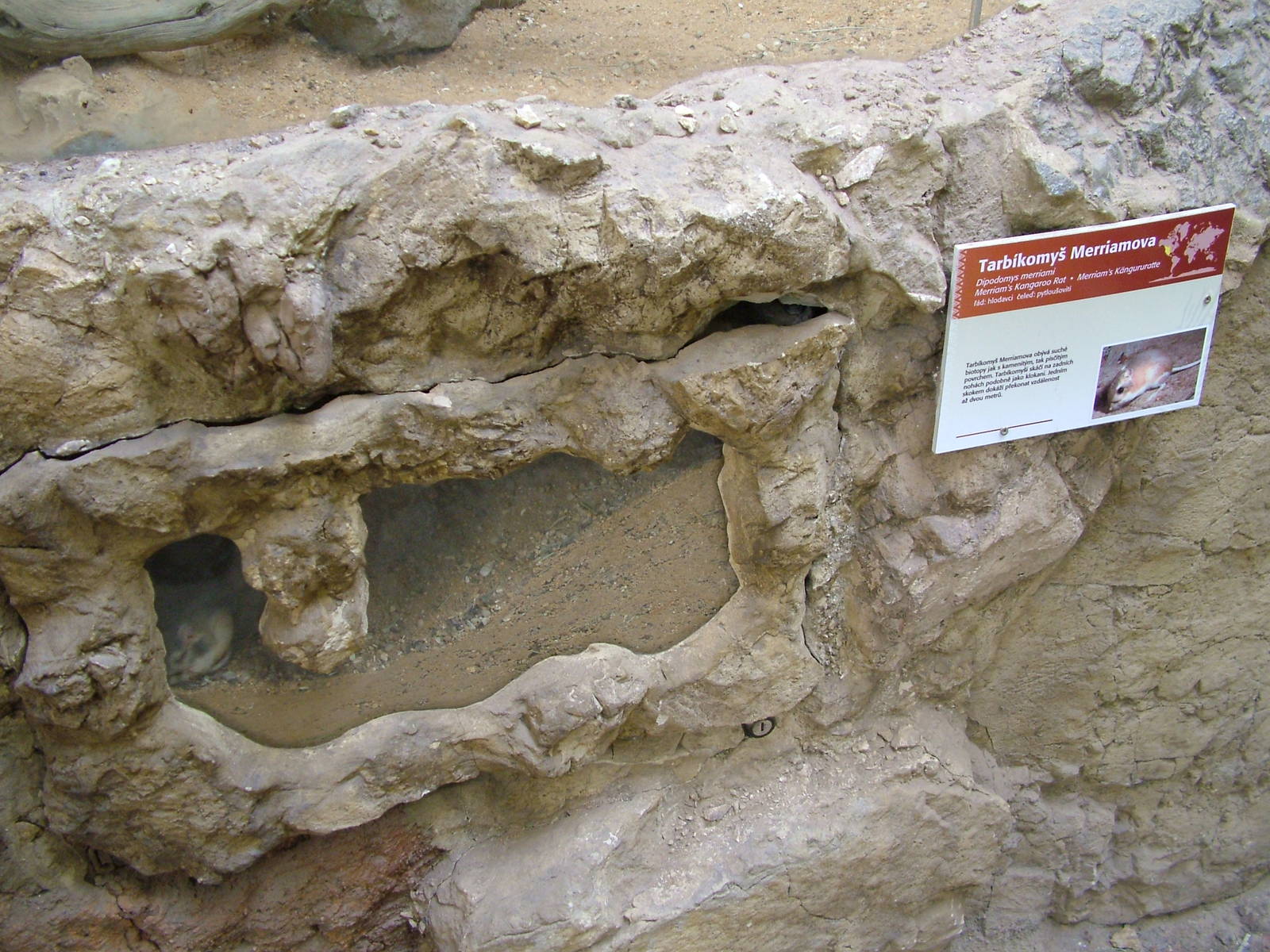 Kangaroo Rat exhibit at Plzen, 25/05/10