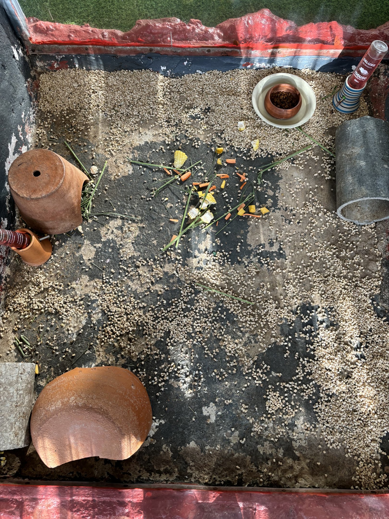 Kangaroo Rat Exhibit