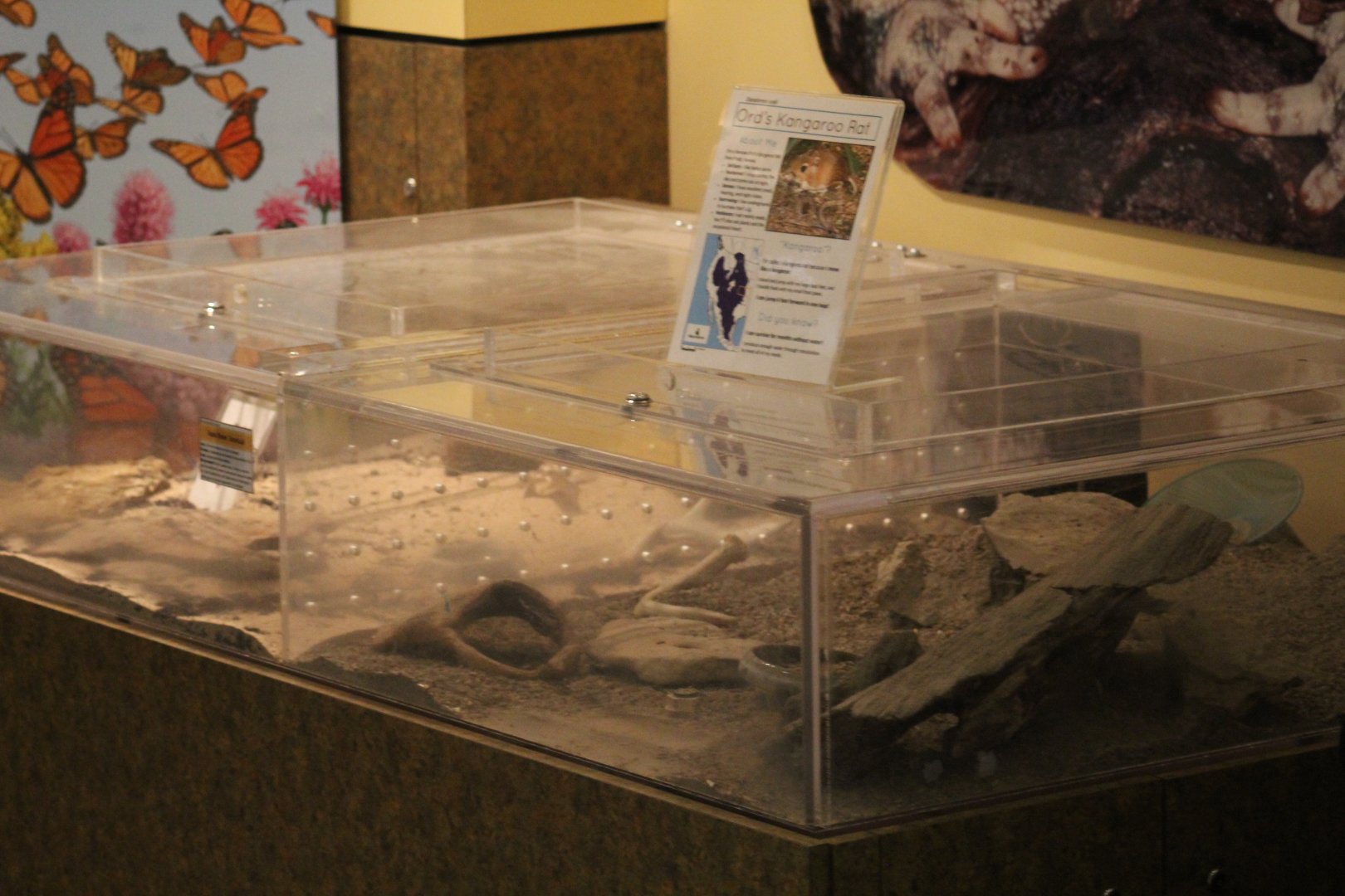 Kangaroo-Rat & Taranula Terrariums