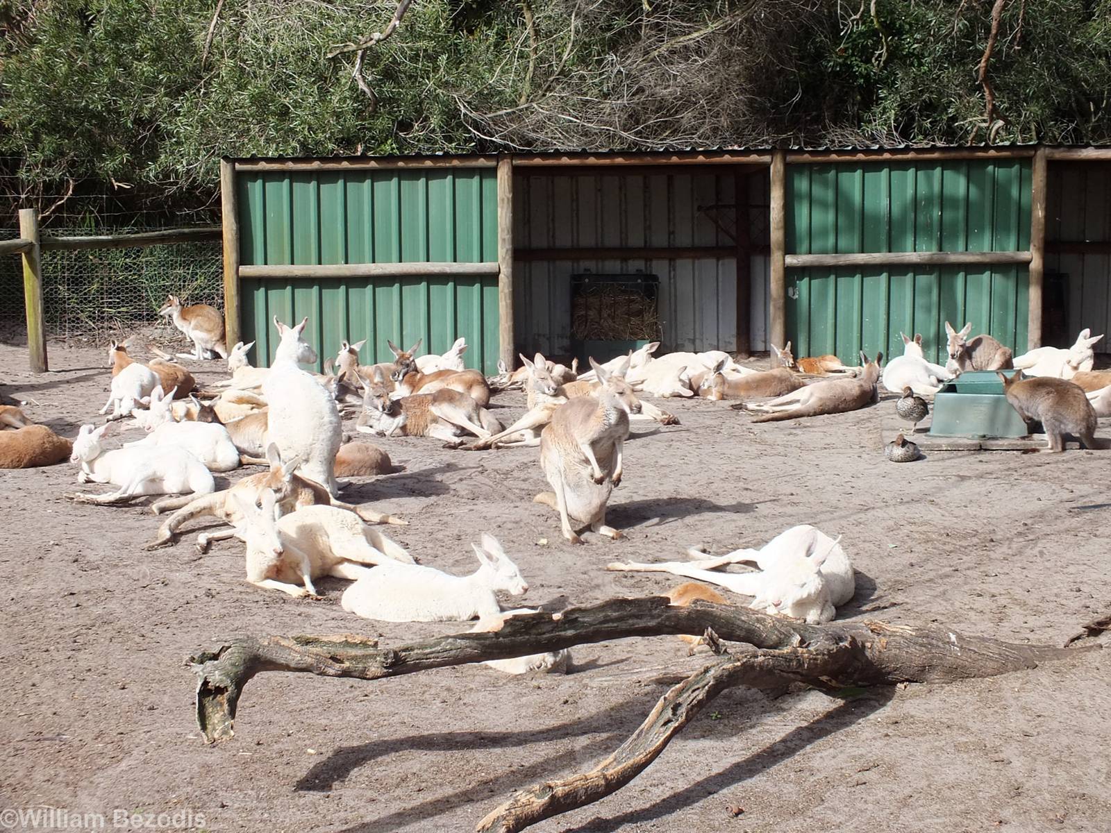 Kangaroo Rest Area in Walkthrough Enclosure Showing Many Albinos - Caversha