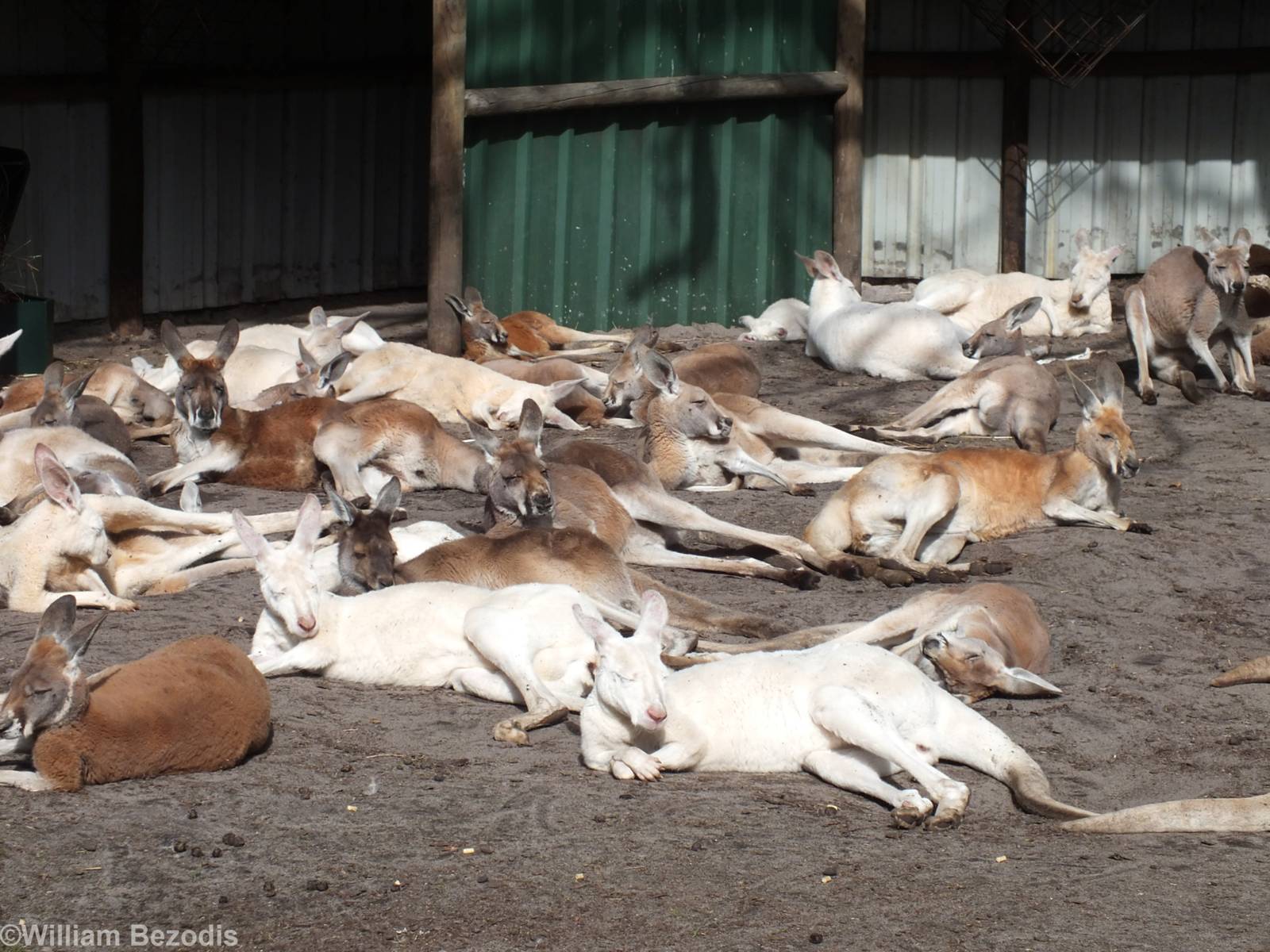Kangaroo Rest Area in Walkthrough Enclosure Showing Many Albinos - Caversha