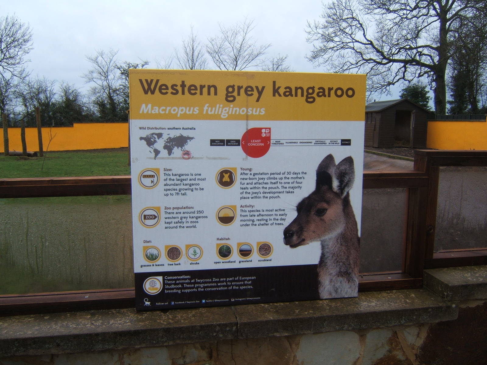 Kangaroo signage