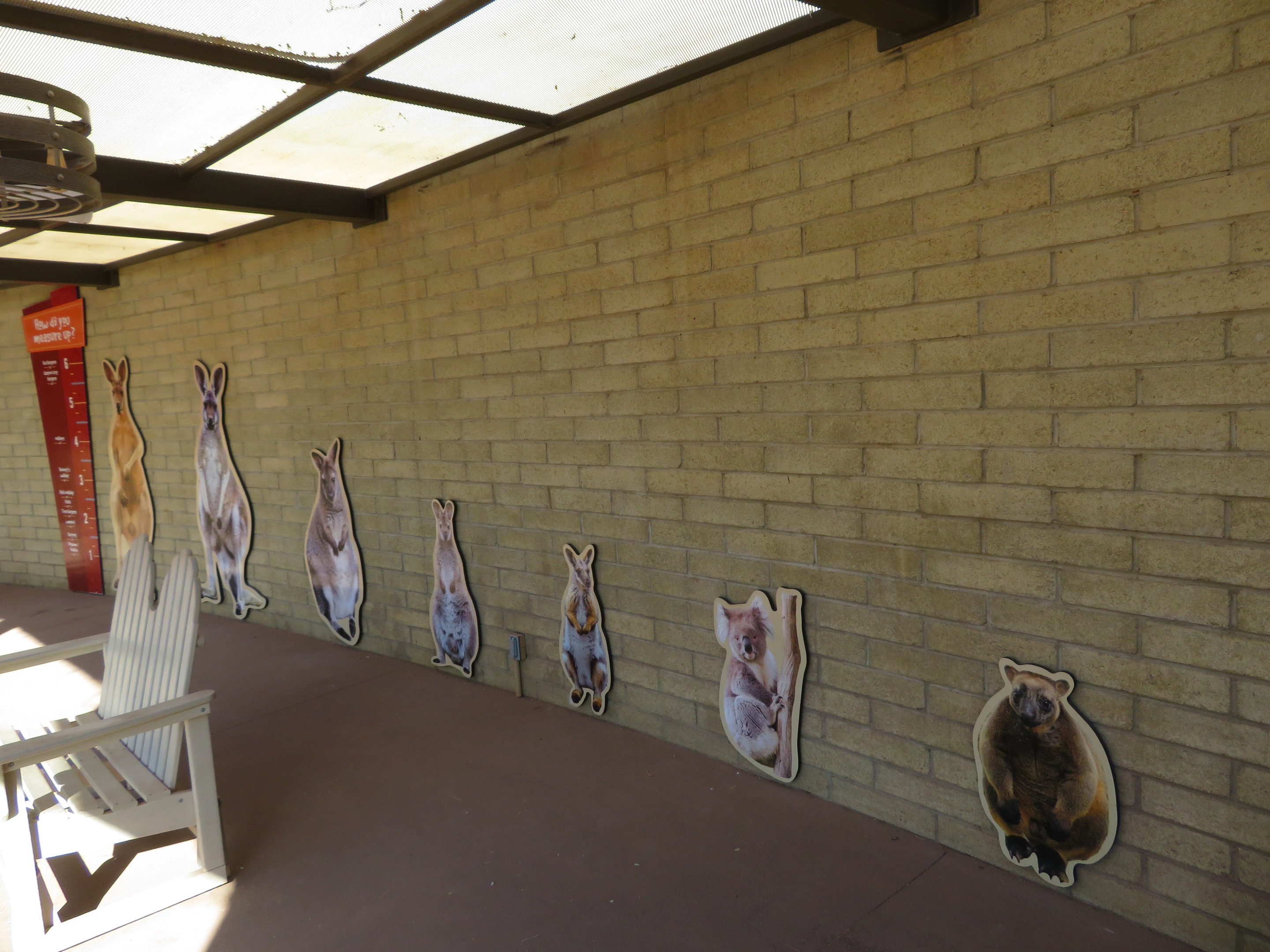 Kangaroo Size Comparison