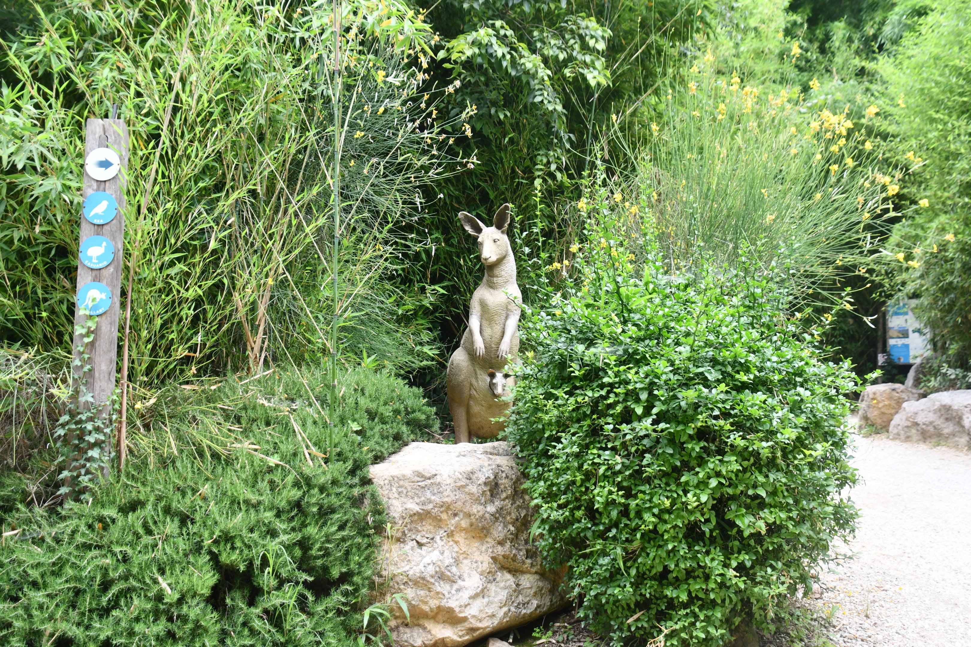 Kangaroo stature at the start of the Oceania section