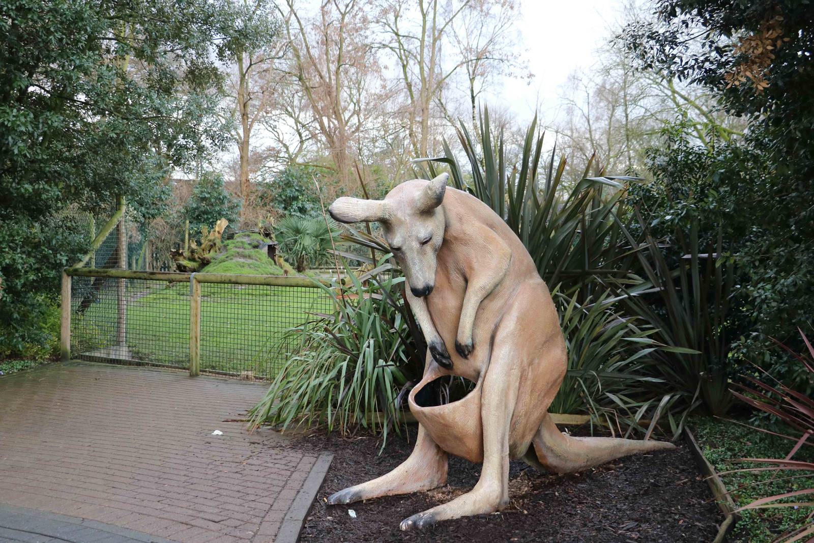 Kangaroo viewing, February 2016