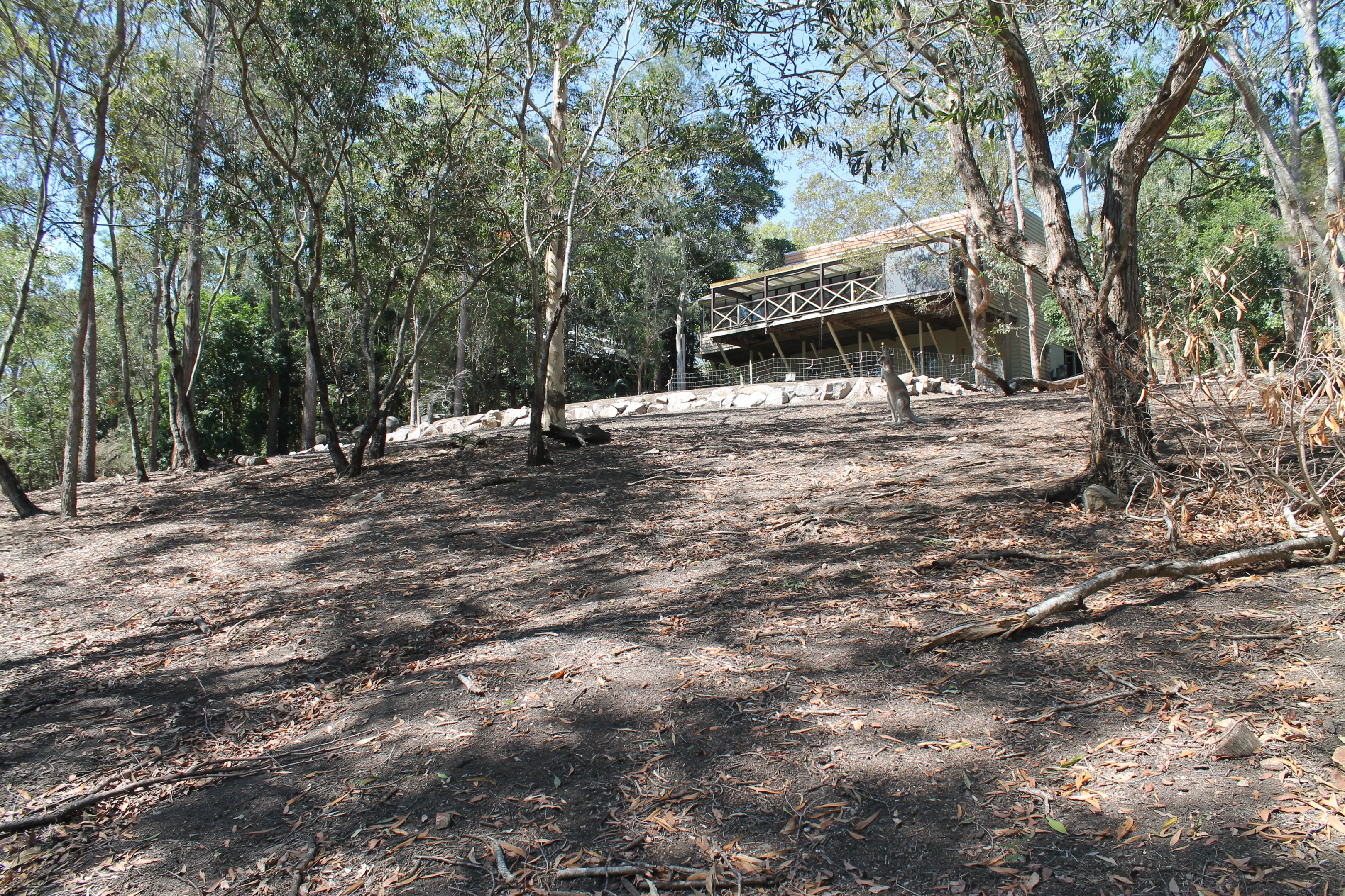 Kangaroo walk-through enclosure