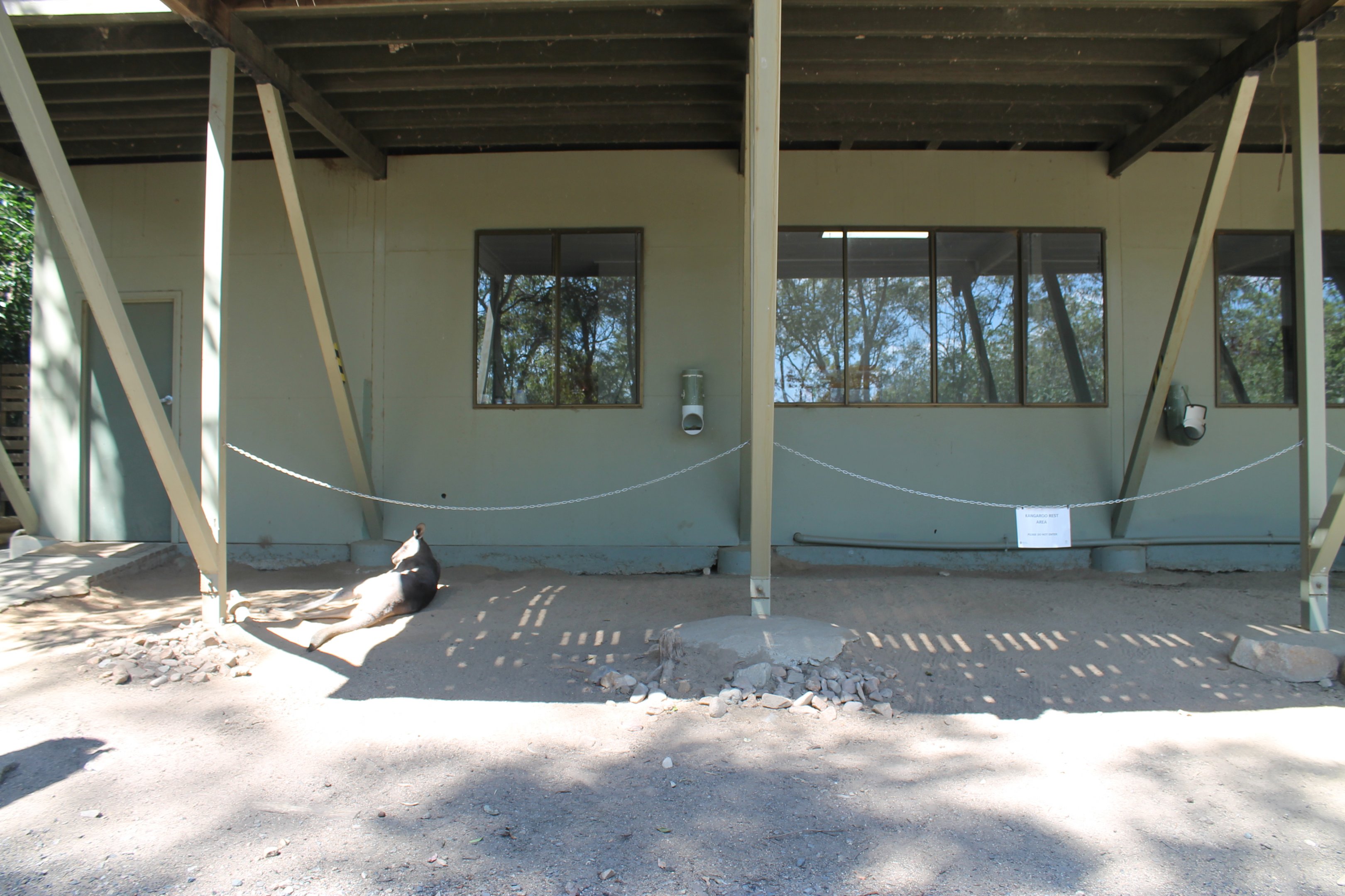 Kangaroo walk-through enclosure