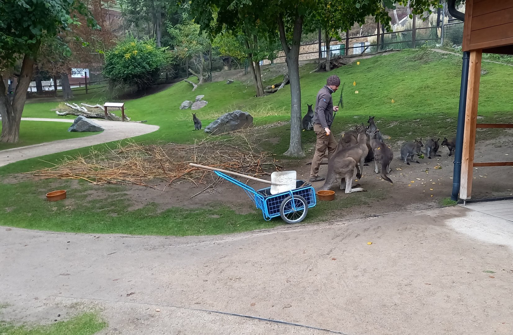 Kangaroo Walk-through enclosure