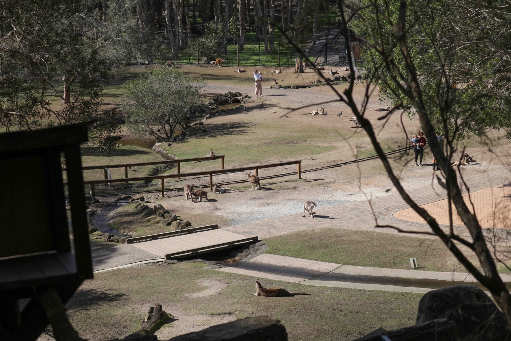 Kangaroo Walk-through exhibit