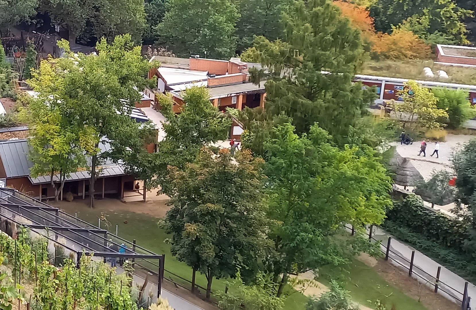 Kangaroo Walk-through from above