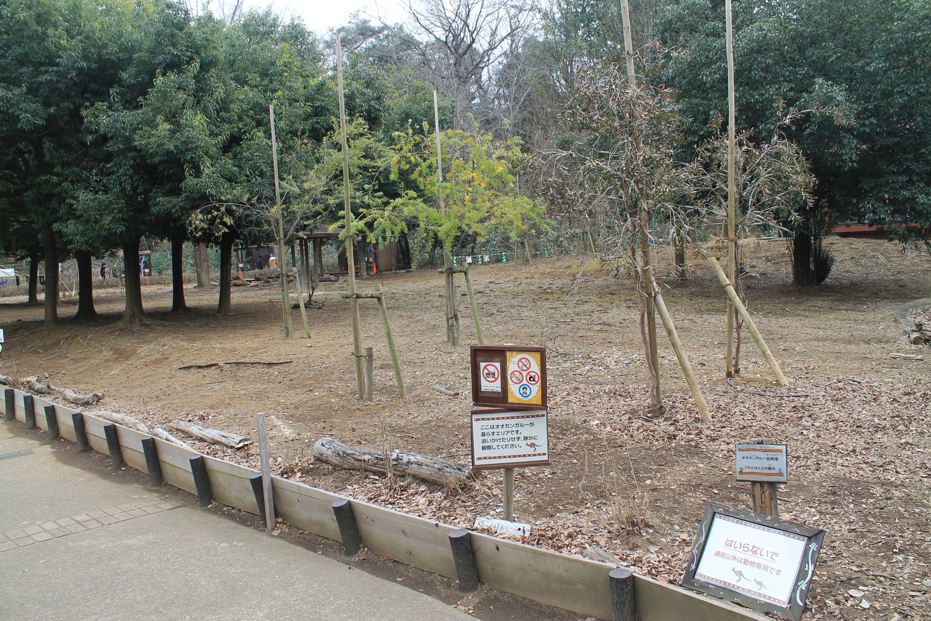 Kangaroo walk-through - Saitama Childrens Zoo