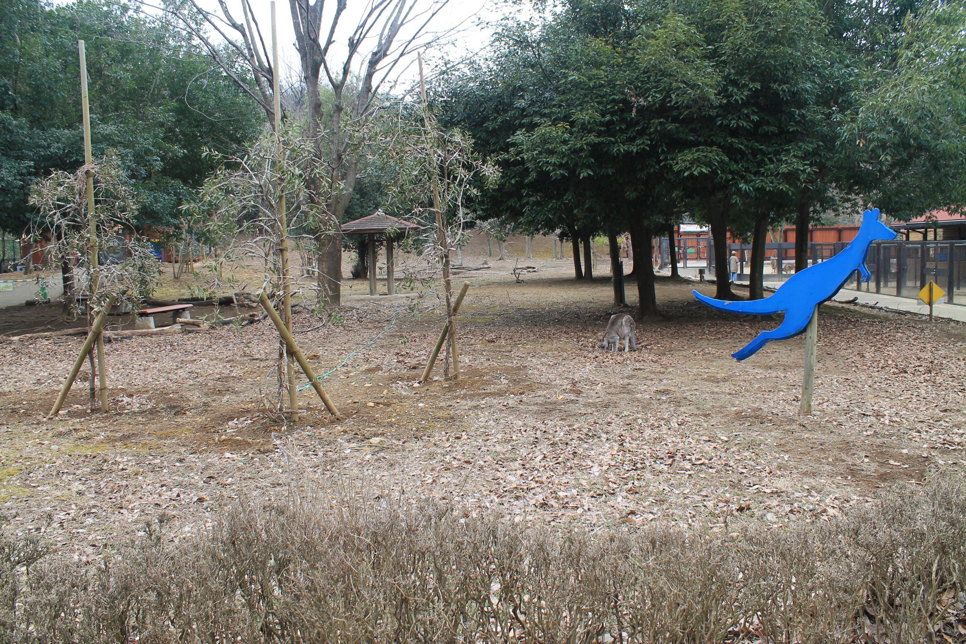 Kangaroo walk-through - Saitama Childrens Zoo
