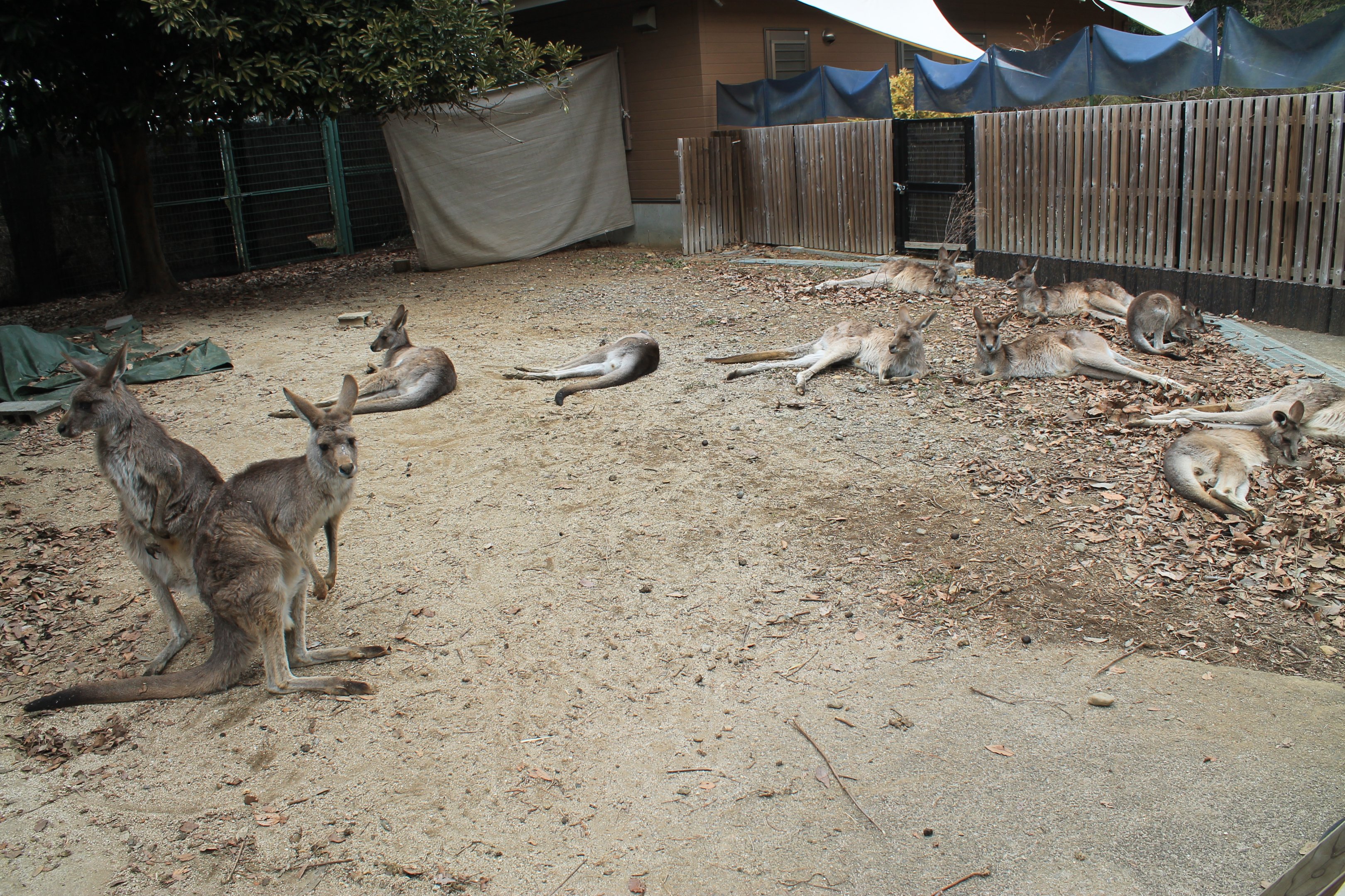 Kangaroo walk-through - Saitama Childrens Zoo