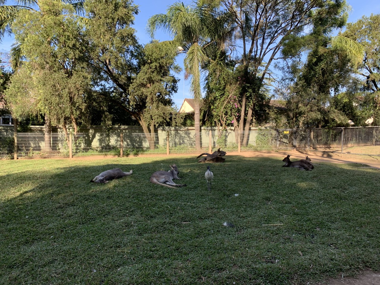 Kangaroo Walk-through