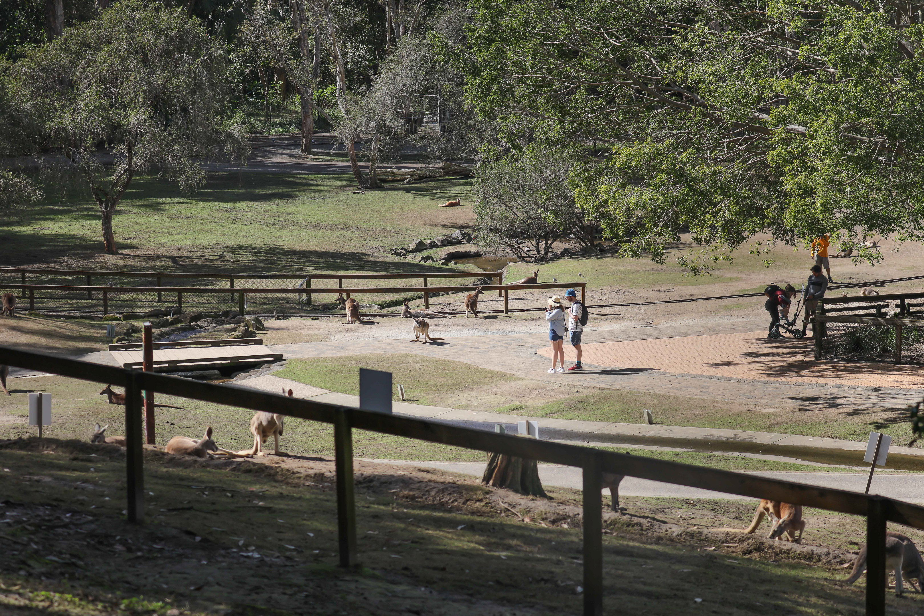 Kangaroo Walk-through