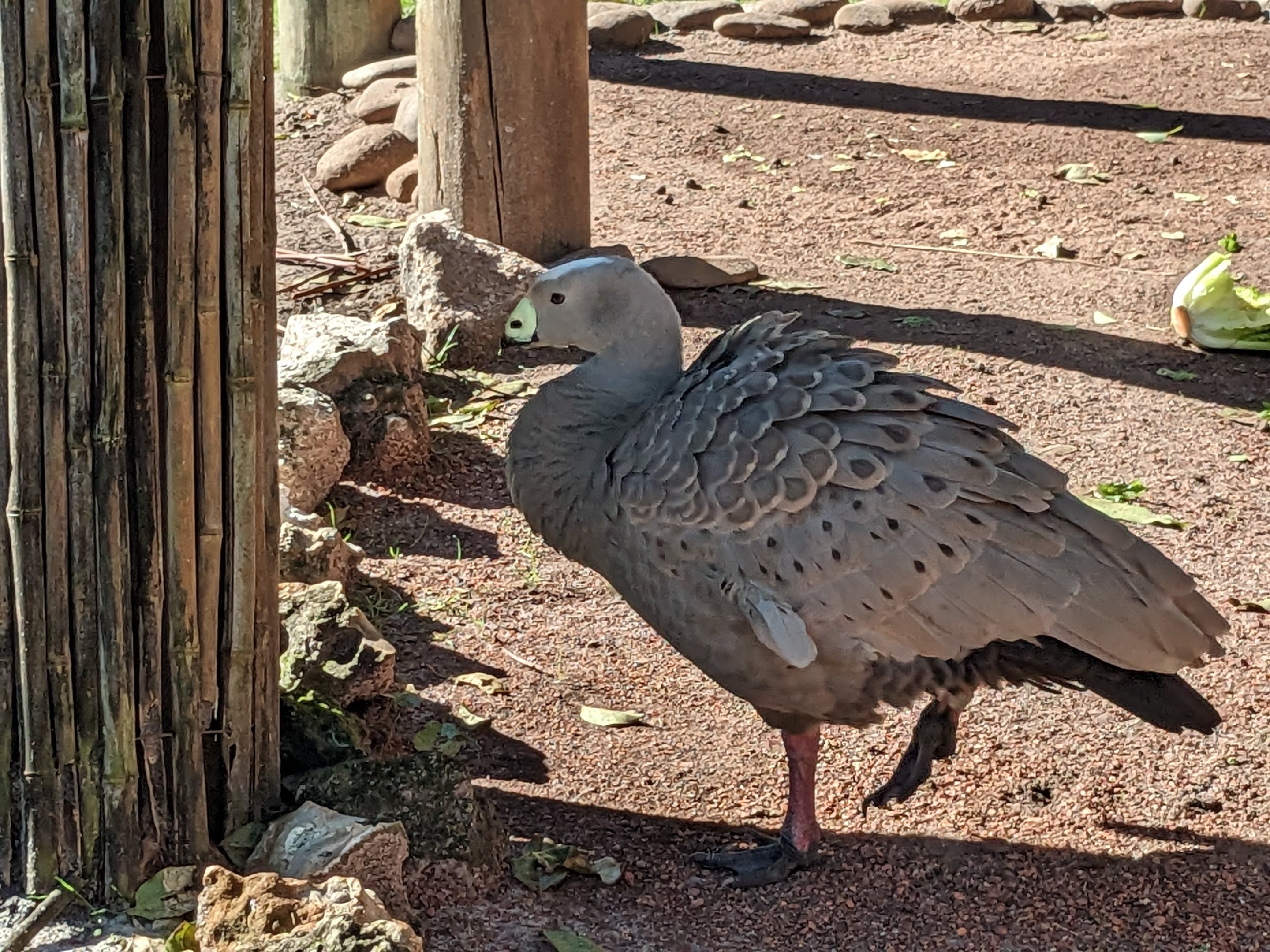 Kangaroo Walkabout - Cape Barren goose