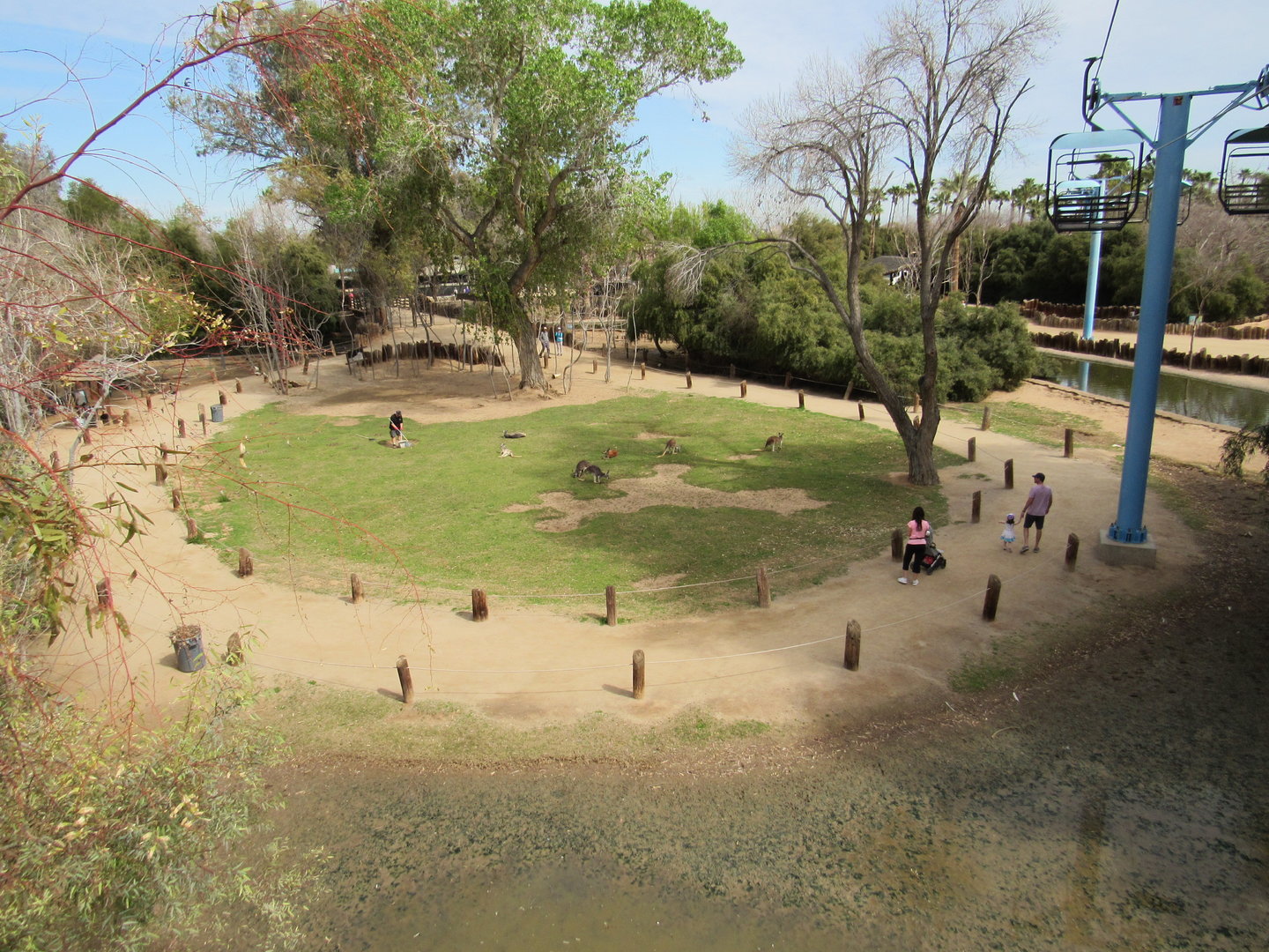 Kangaroo Walkabout from Sky Ride - 3/6/23