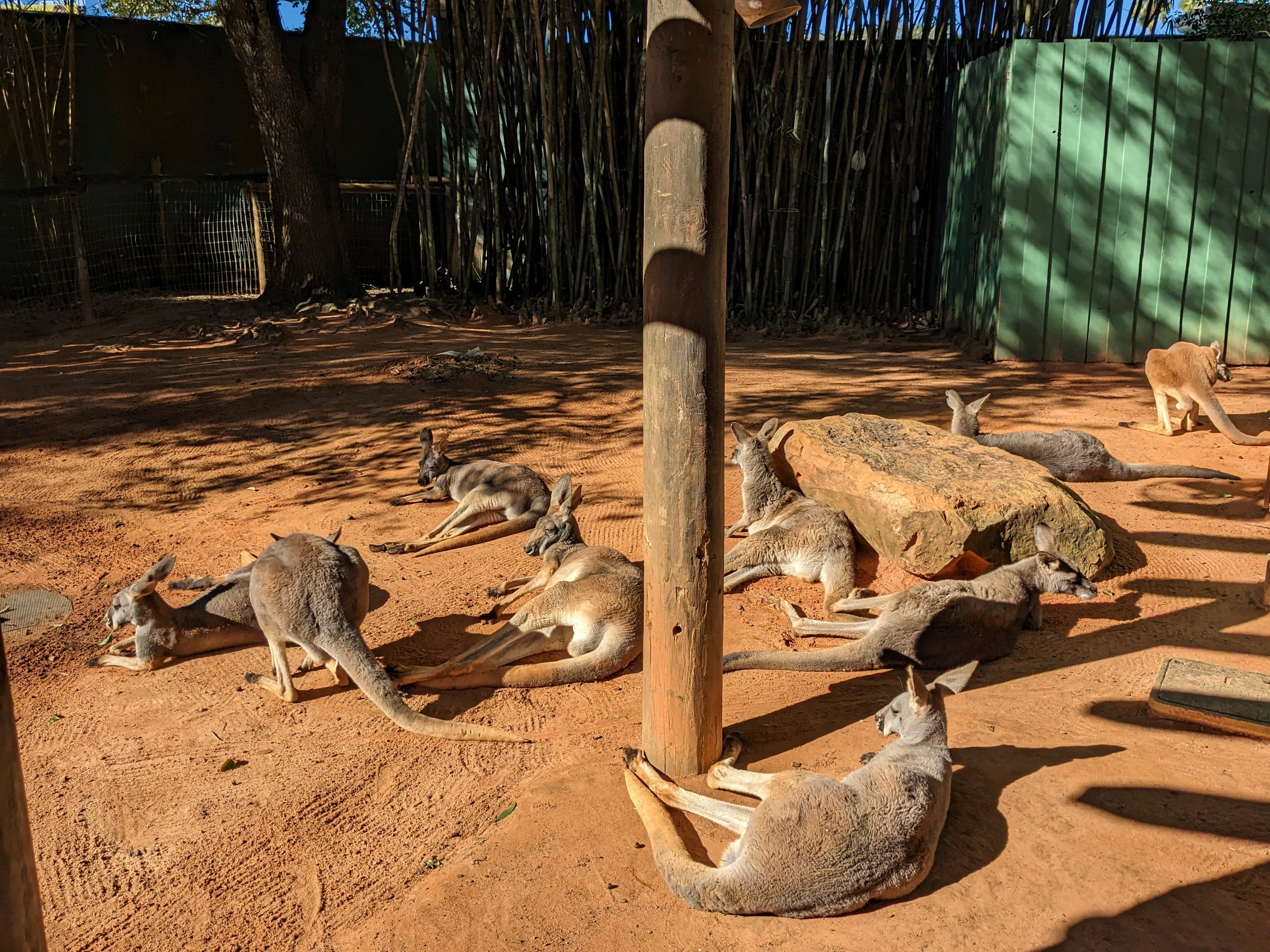 Kangaroo Walkabout - kangaroos and wallaroos