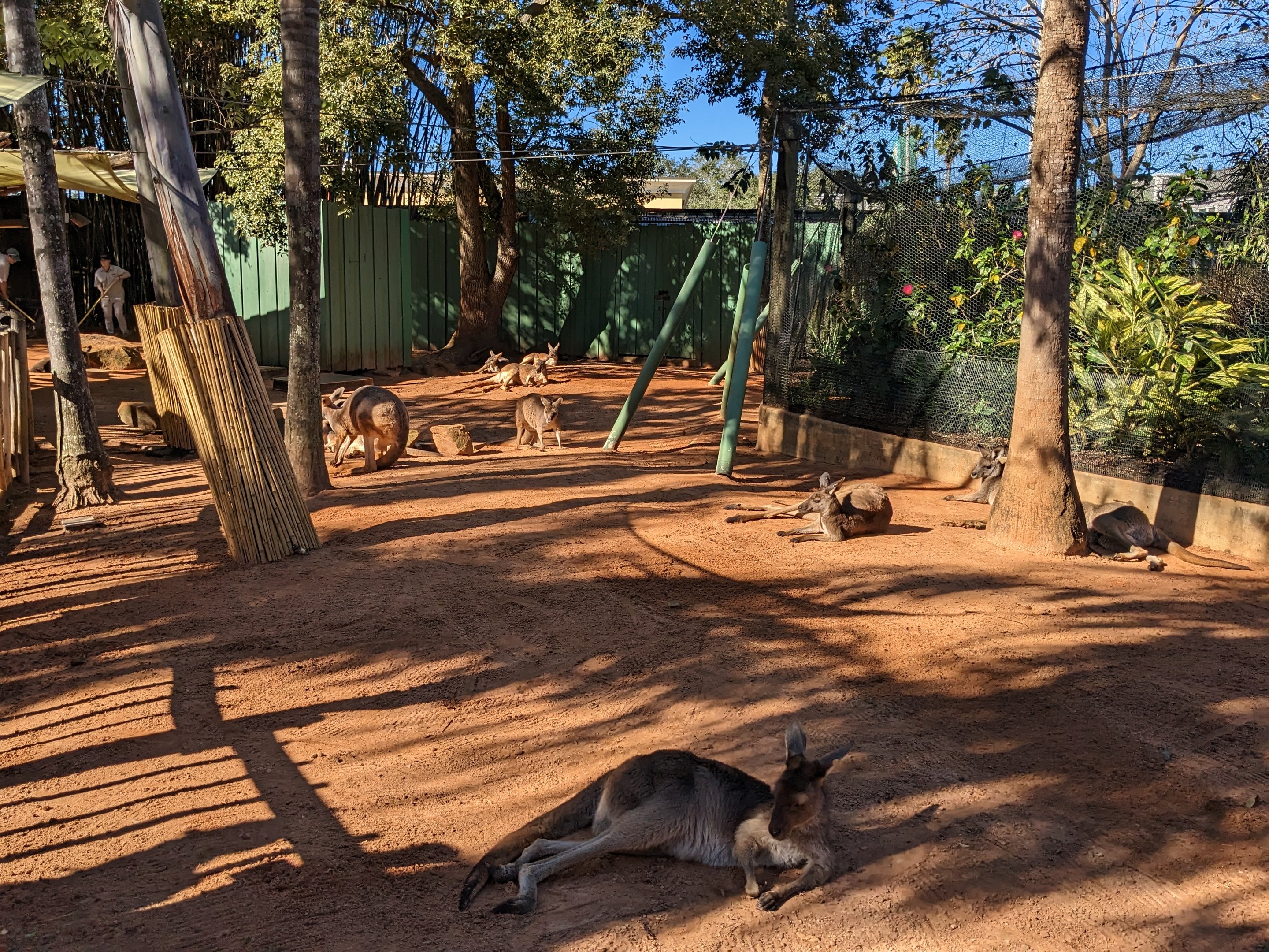 Kangaroo Walkabout - kangaroos and wallaroos