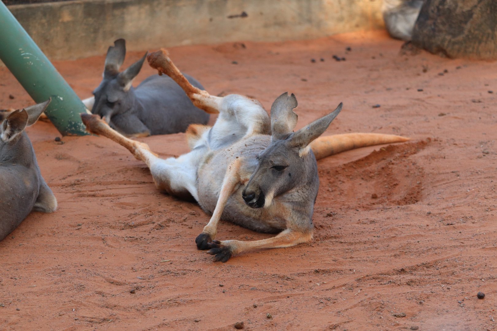 Kangaroo Walkabout - Red Kangaroo