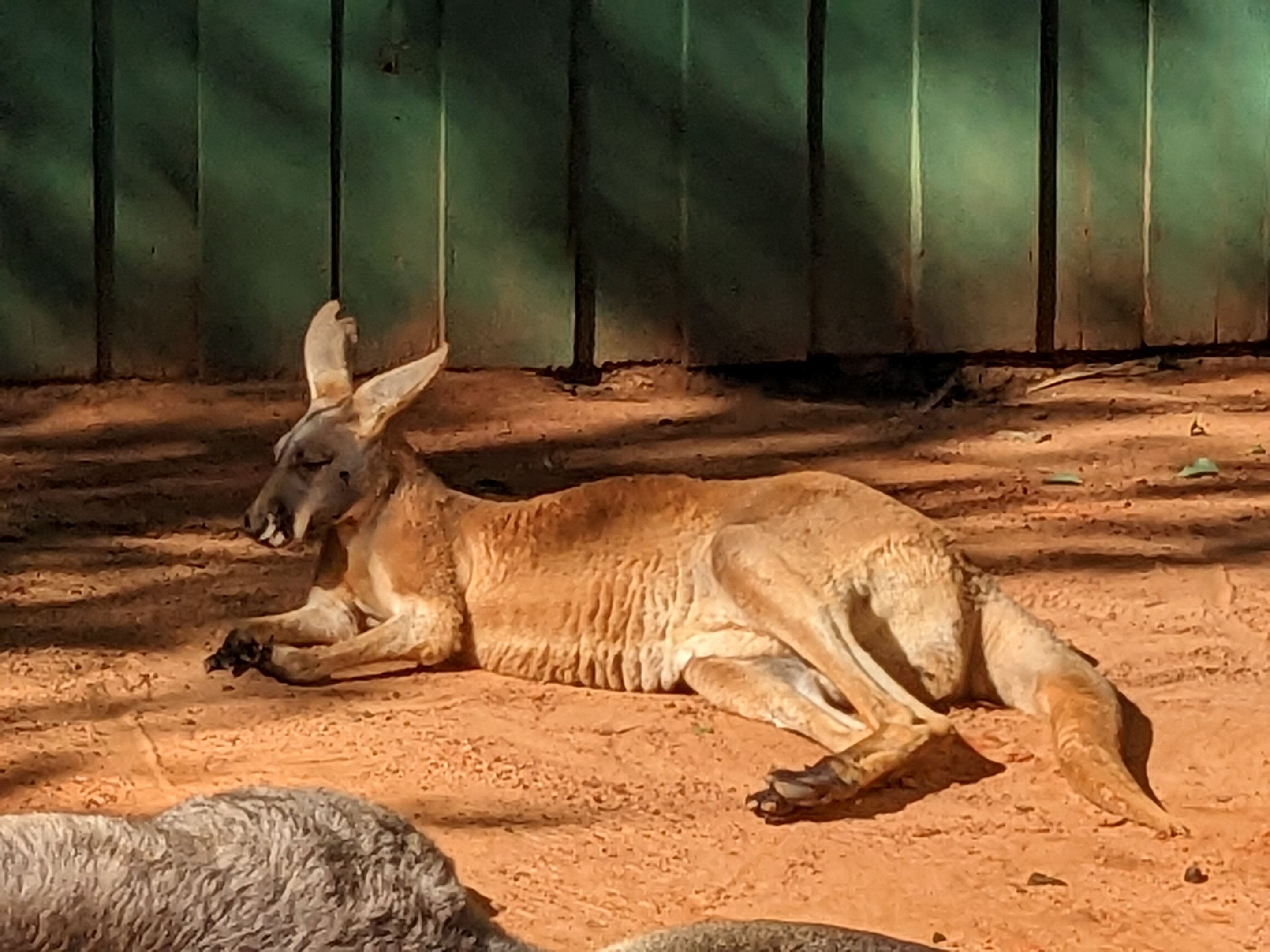 Kangaroo Walkabout - red kangaroo