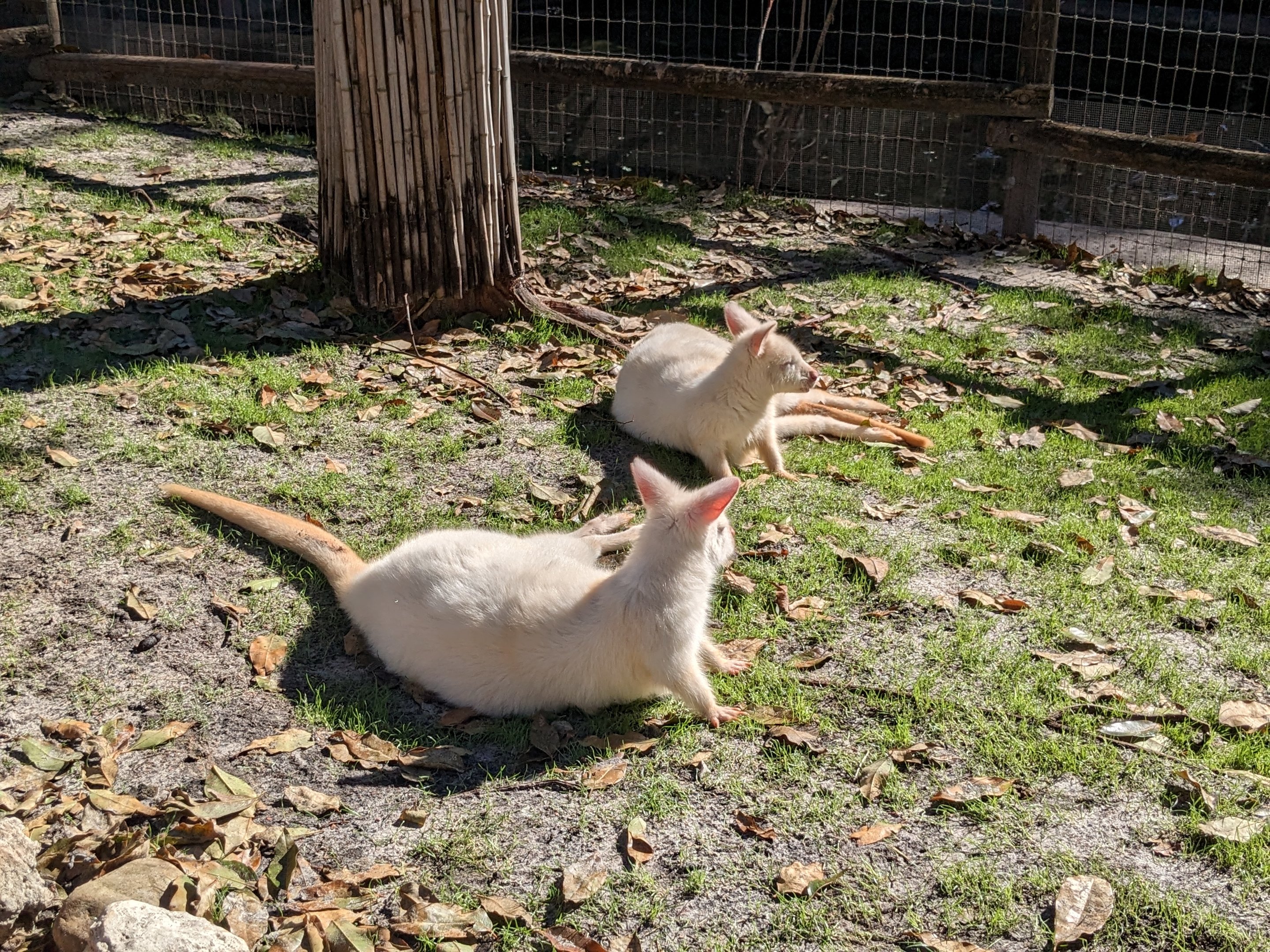 Kangaroo Walkabout - Red-necked wallaby (albino)