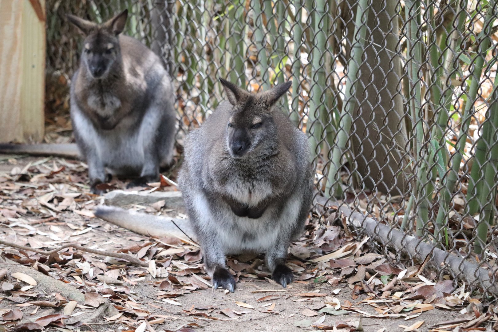 Kangaroo Walkabout - Red-Necked Wallaby