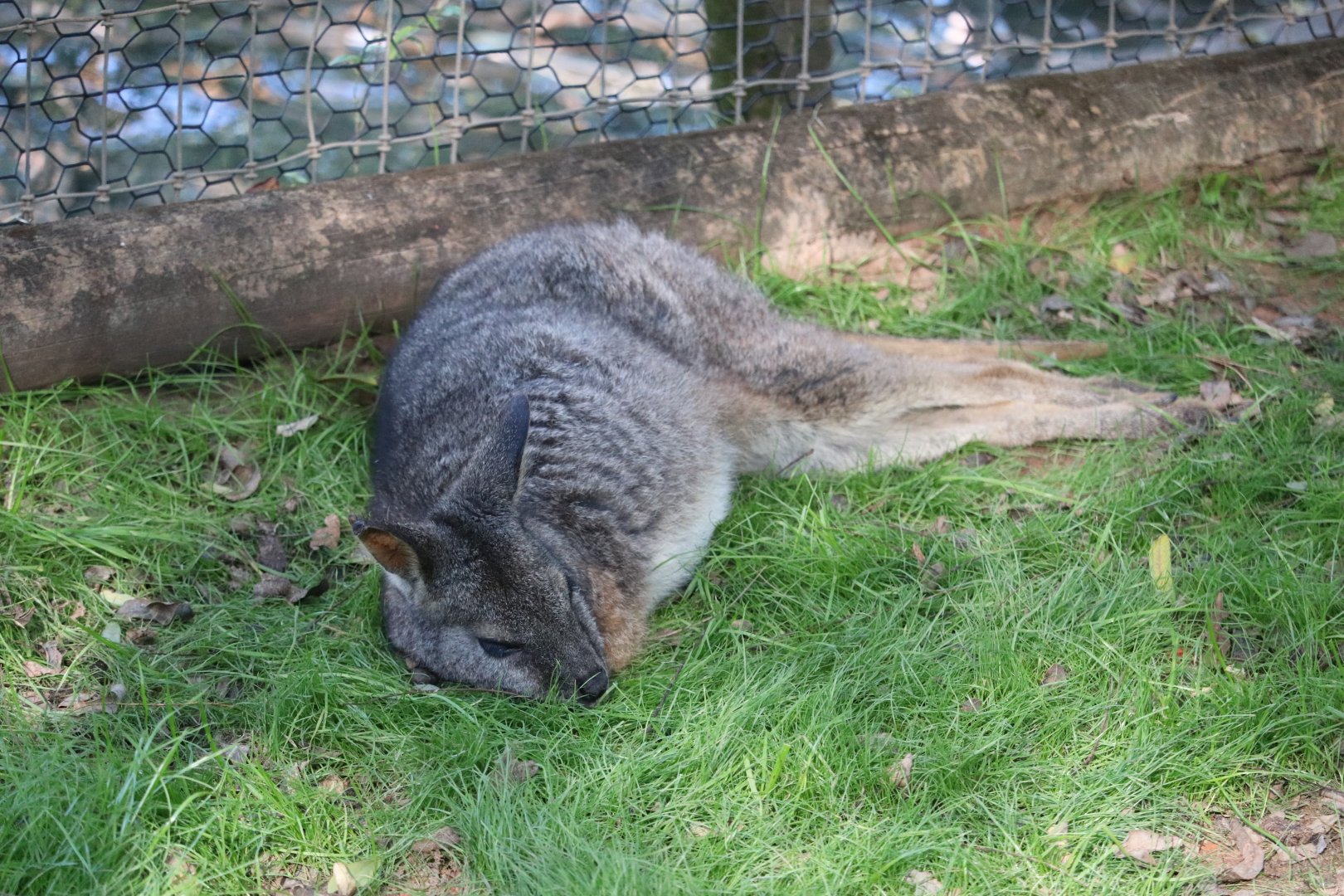 Kangaroo Walkabout - Tammar Wallaby