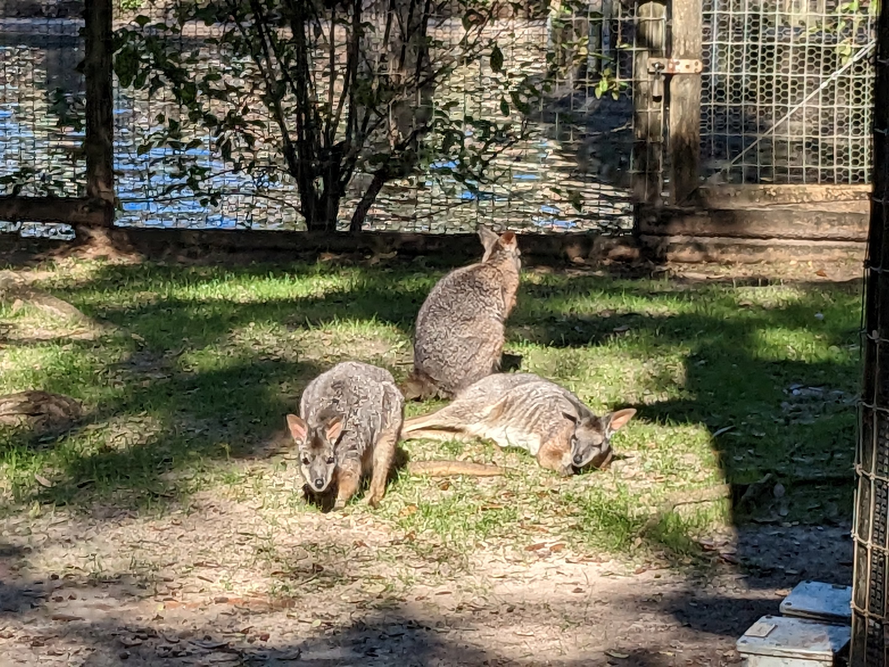 Kangaroo Walkabout - tammar wallaby