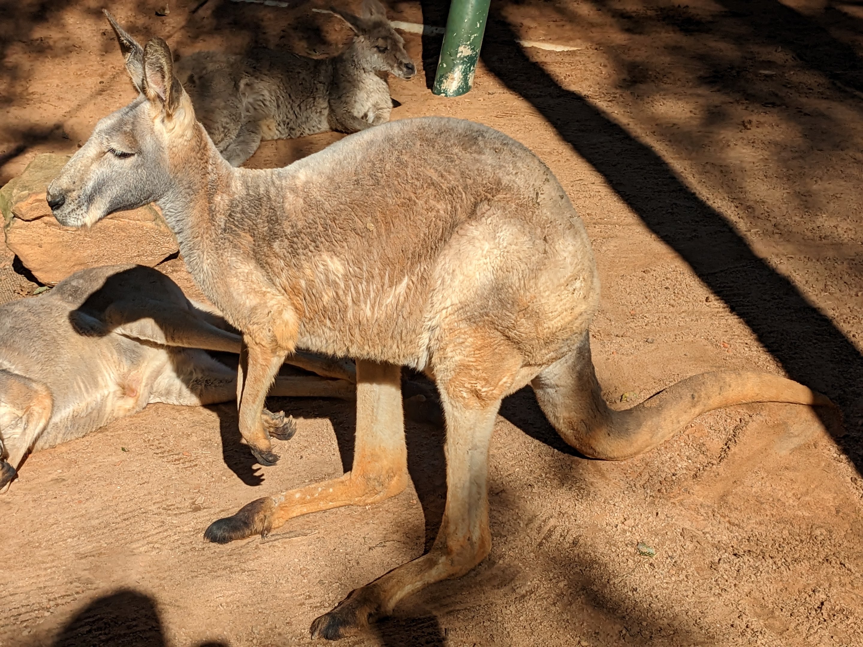 Kangaroo Walkabout -wallaroo