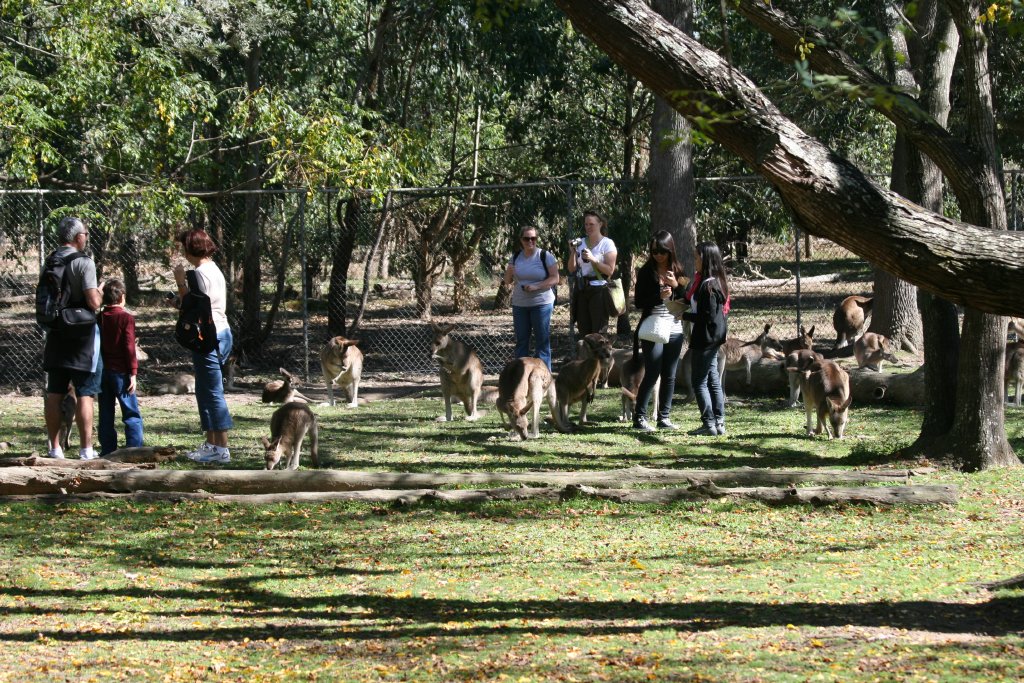 Kangaroo walkthrough